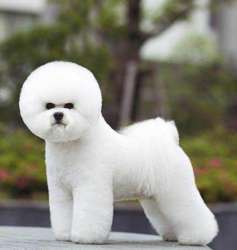 比熊犬