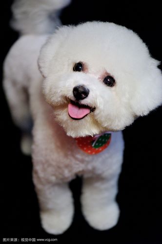 比熊犬