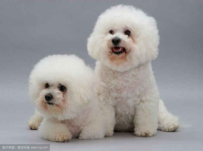 比熊犬