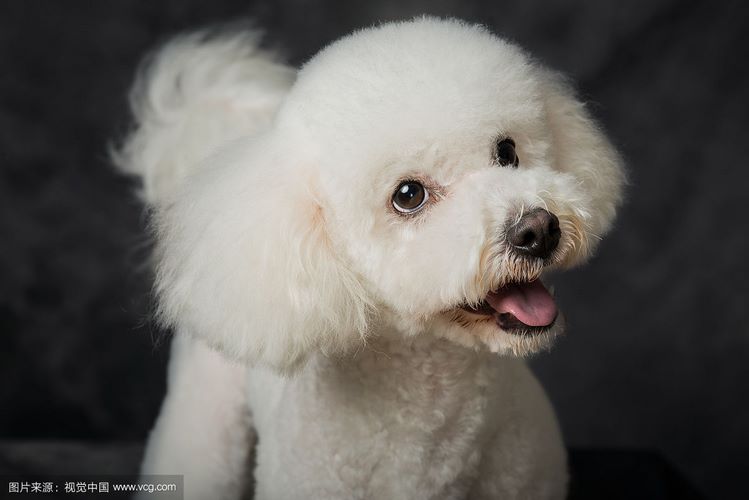 比熊犬