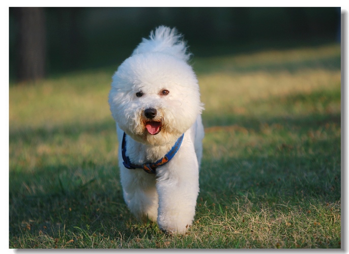 比熊犬