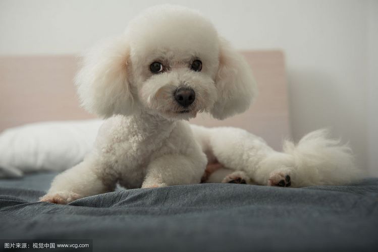 比熊犬
