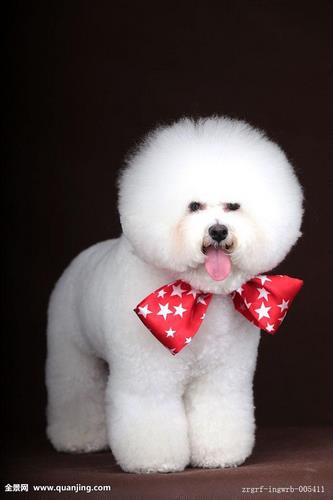 比熊犬