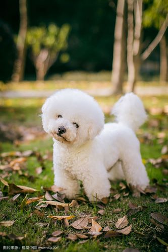 比熊犬