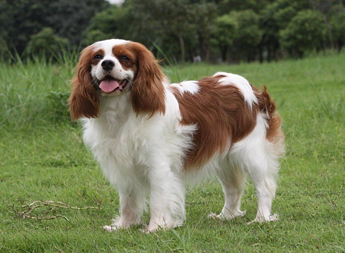 查理王小猎犬