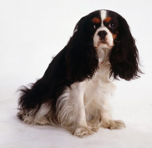 查理王小猎犬