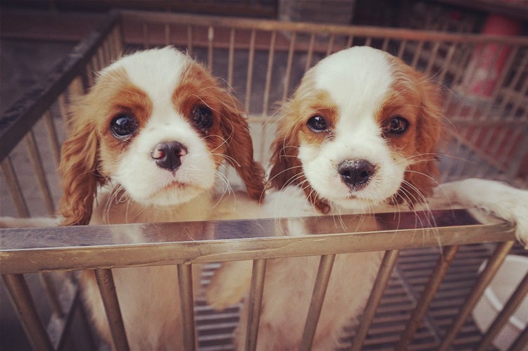 查理王小猎犬