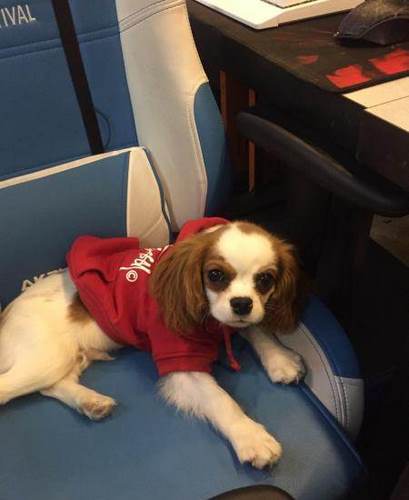 查理王小猎犬
