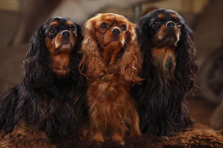 查理王小猎犬