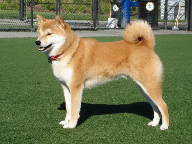 柴犬
