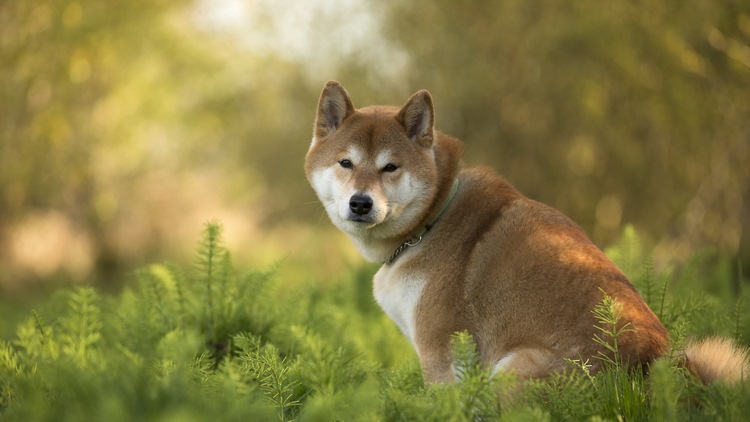 柴犬