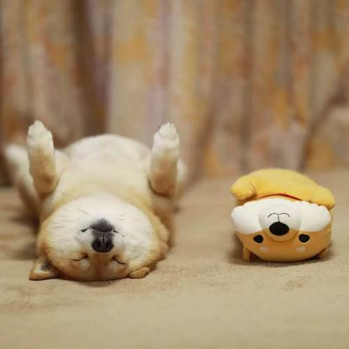 柴犬