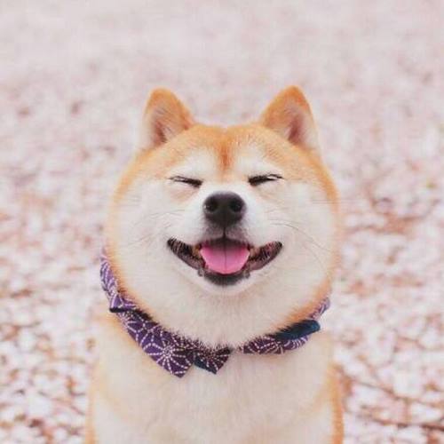 柴犬