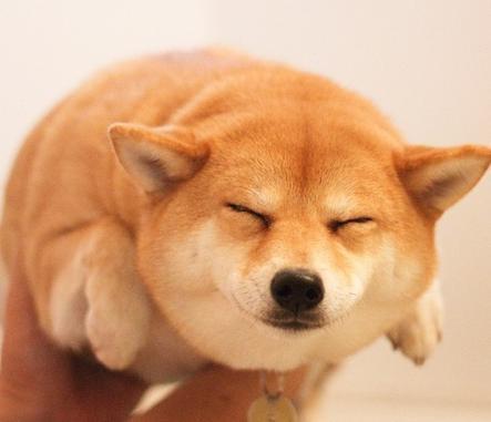 柴犬