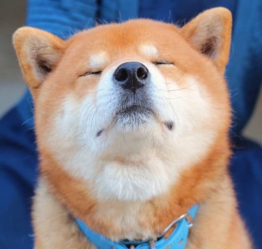柴犬