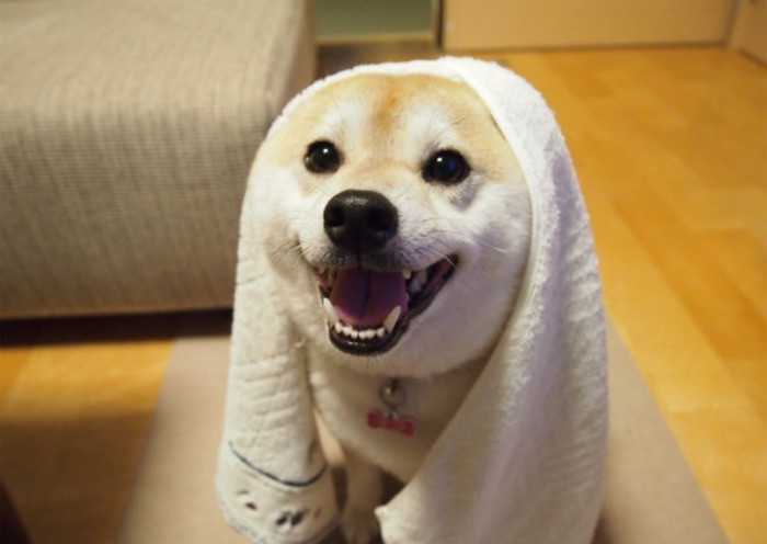 柴犬
