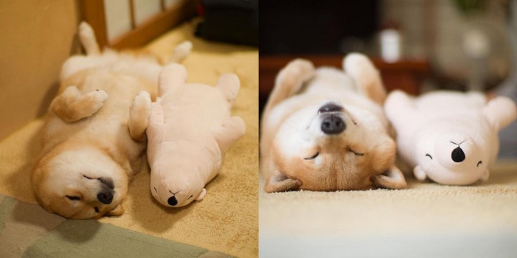 柴犬
