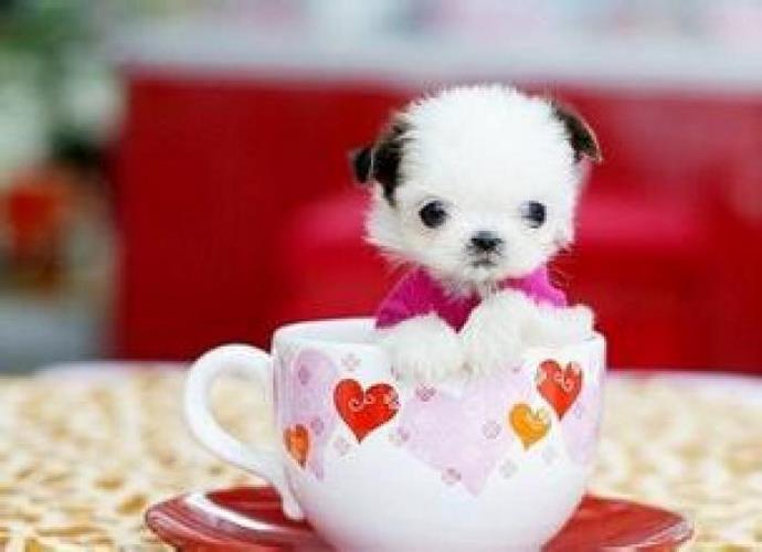茶杯犬