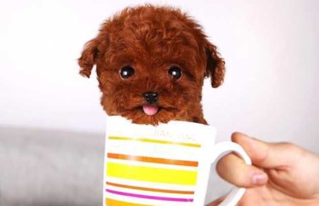 茶杯犬