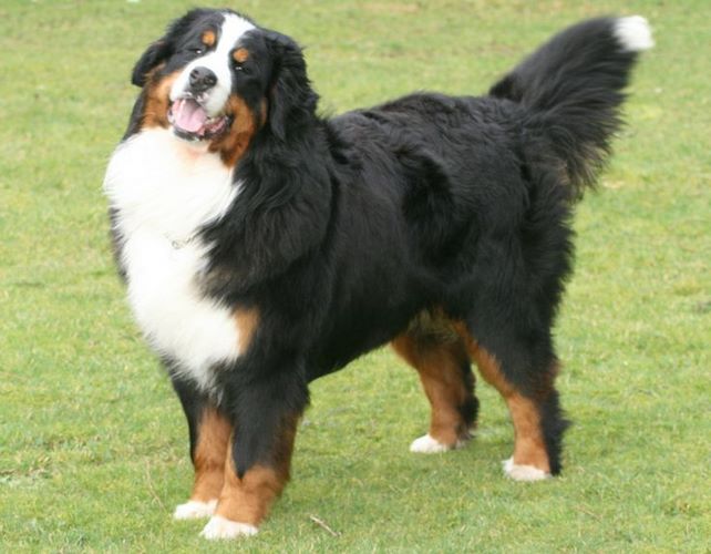 大瑞士山地犬