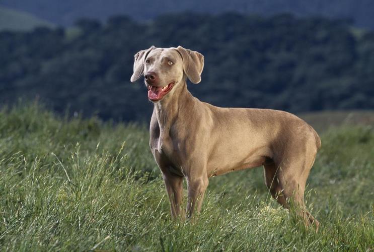 德国魏玛犬