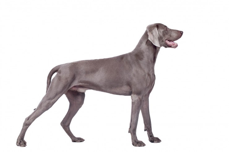 德国魏玛犬