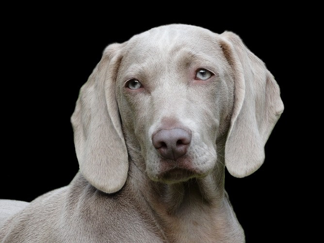 德国魏玛犬