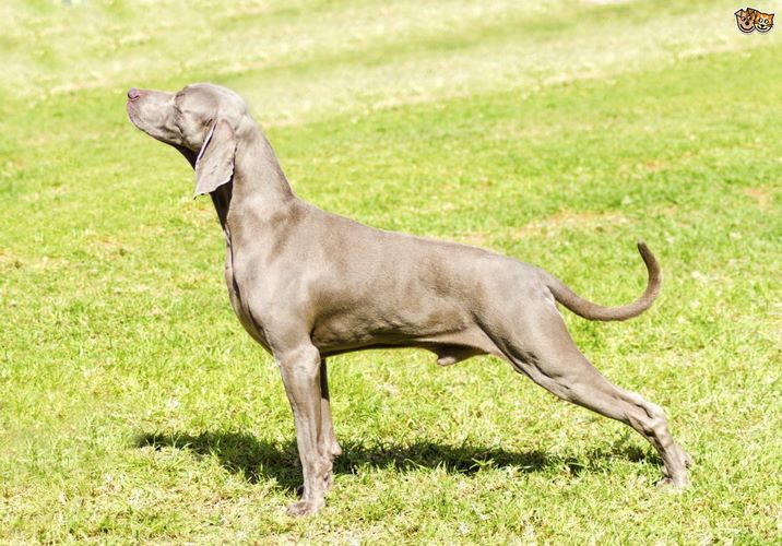 德国魏玛犬