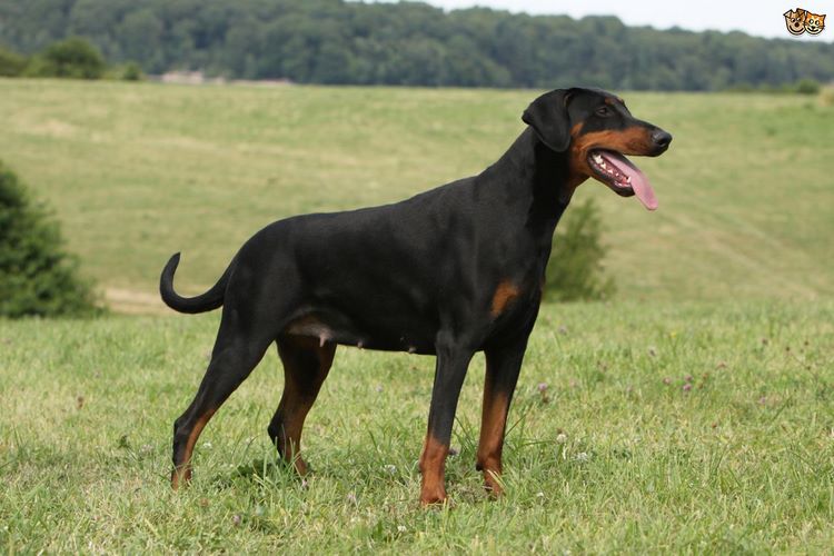 杜宾犬