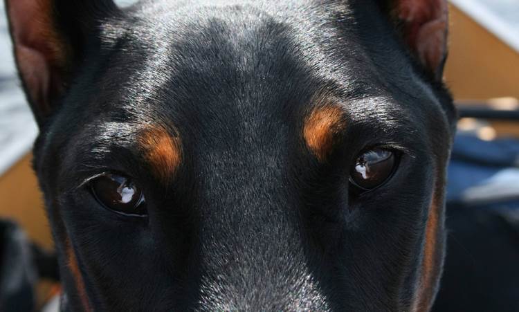 杜宾犬