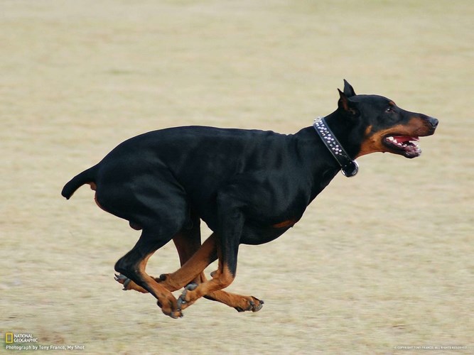 杜宾犬