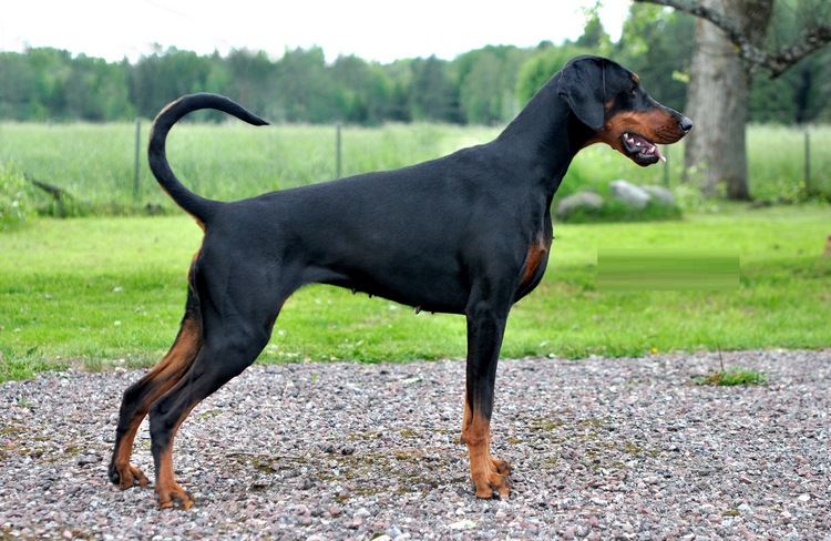 杜宾犬