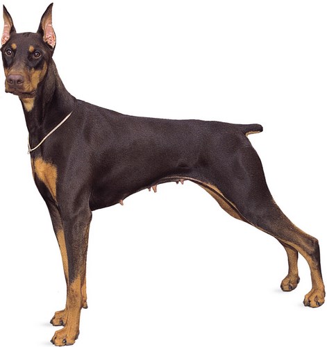 杜宾犬