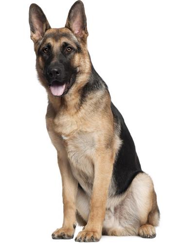 德国牧羊犬