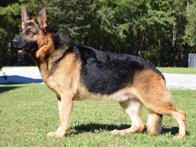 德国牧羊犬
