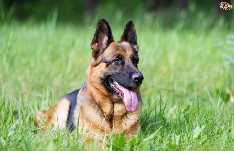 德国牧羊犬