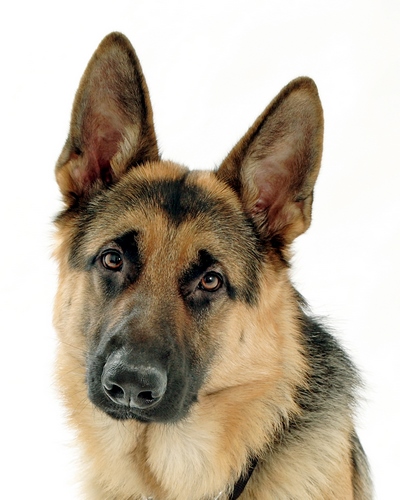 德国牧羊犬
