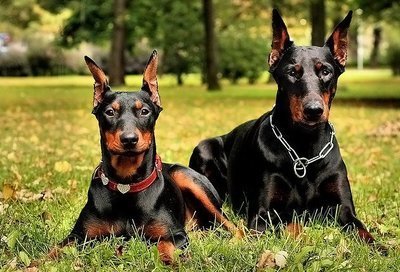 德国宾沙犬