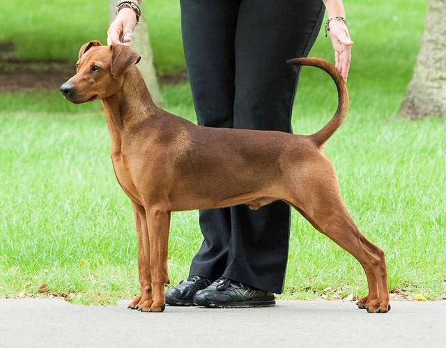 德国宾沙犬