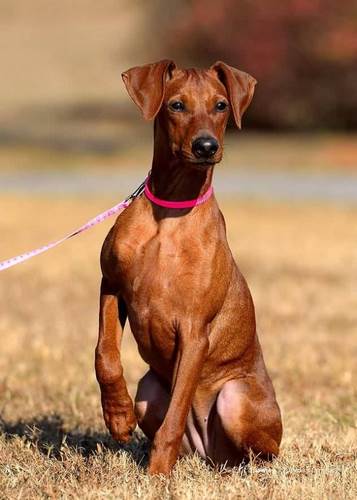 德国宾沙犬