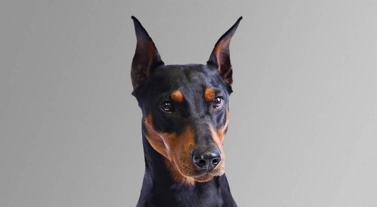 德国宾沙犬