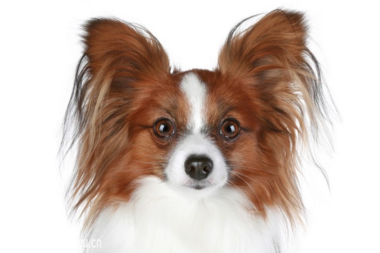蝶耳犬