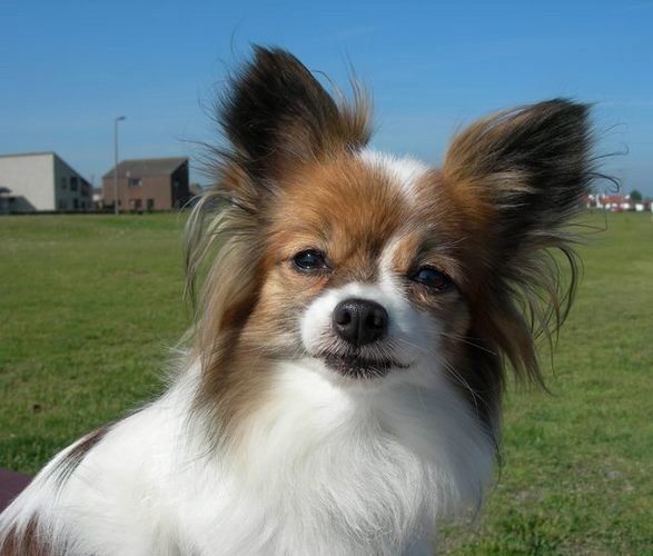 蝶耳犬