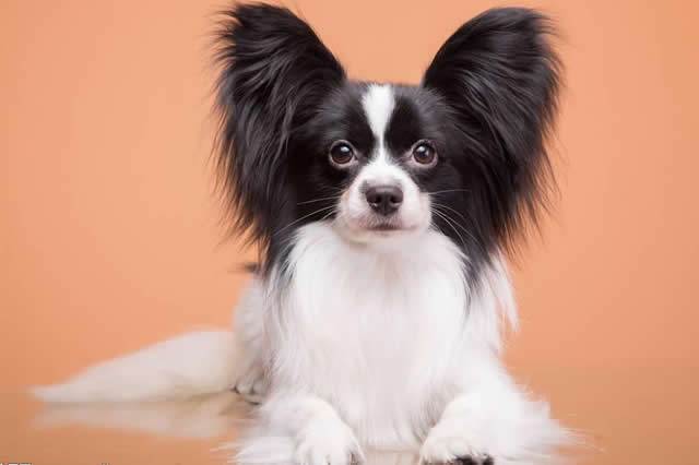 蝶耳犬