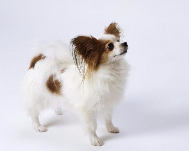 蝶耳犬