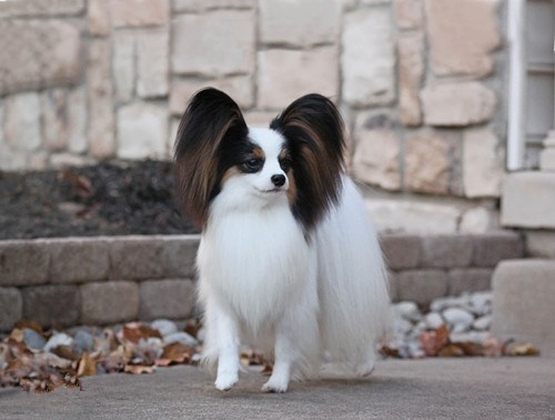 蝶耳犬
