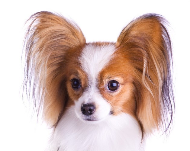 蝶耳犬