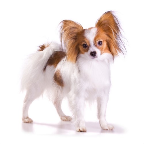蝶耳犬