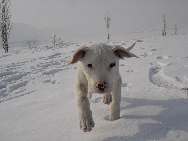 杜高犬