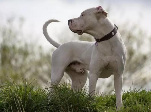 杜高犬